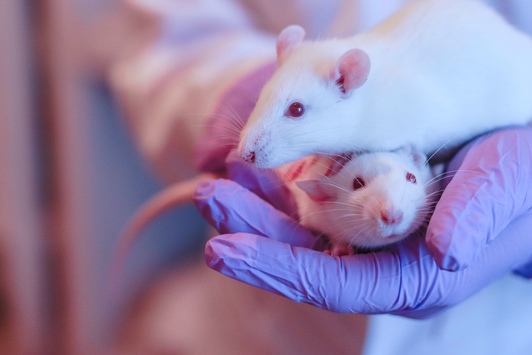 Rats and lactational transfer