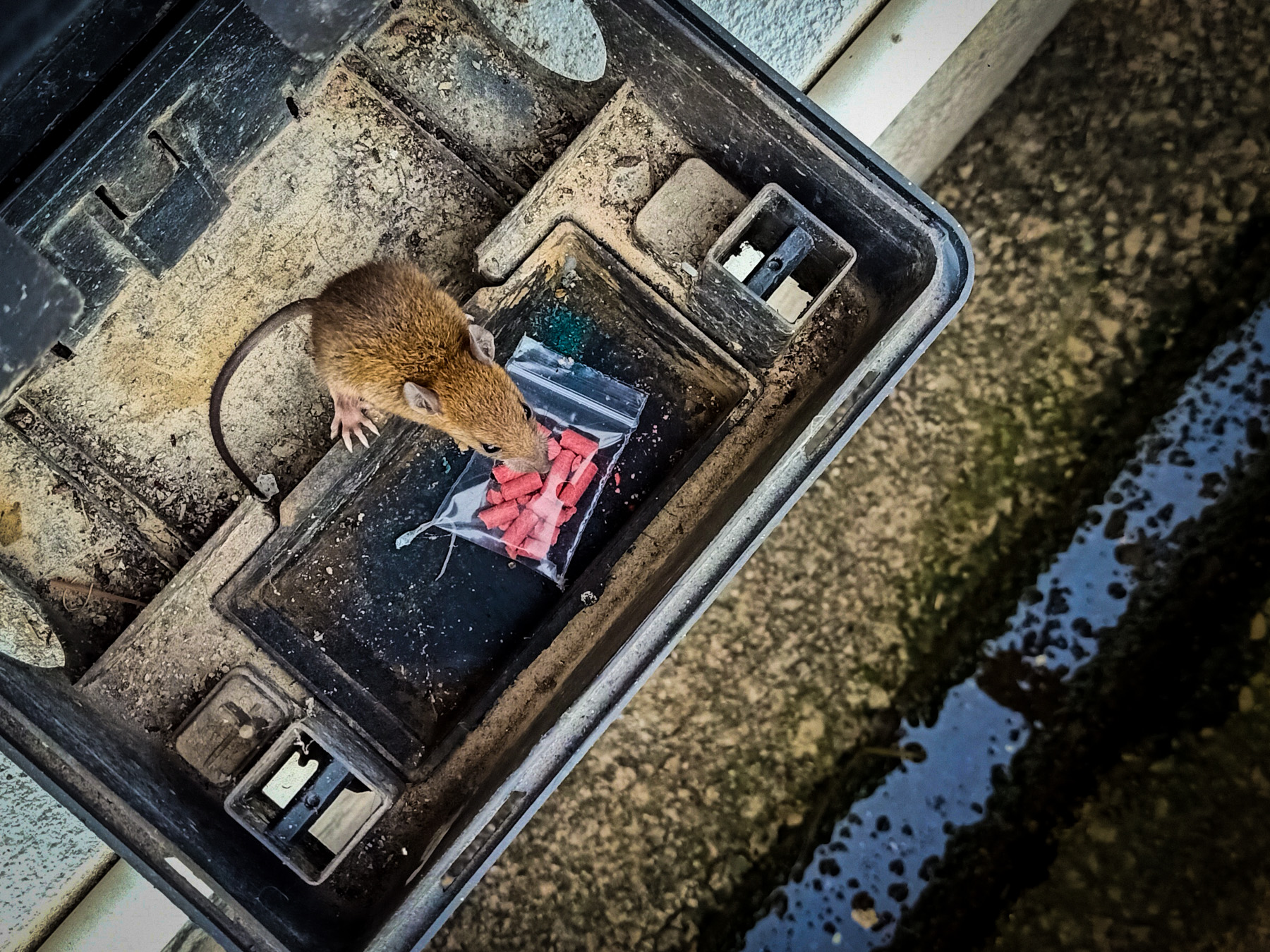 Rat and rodenticide.