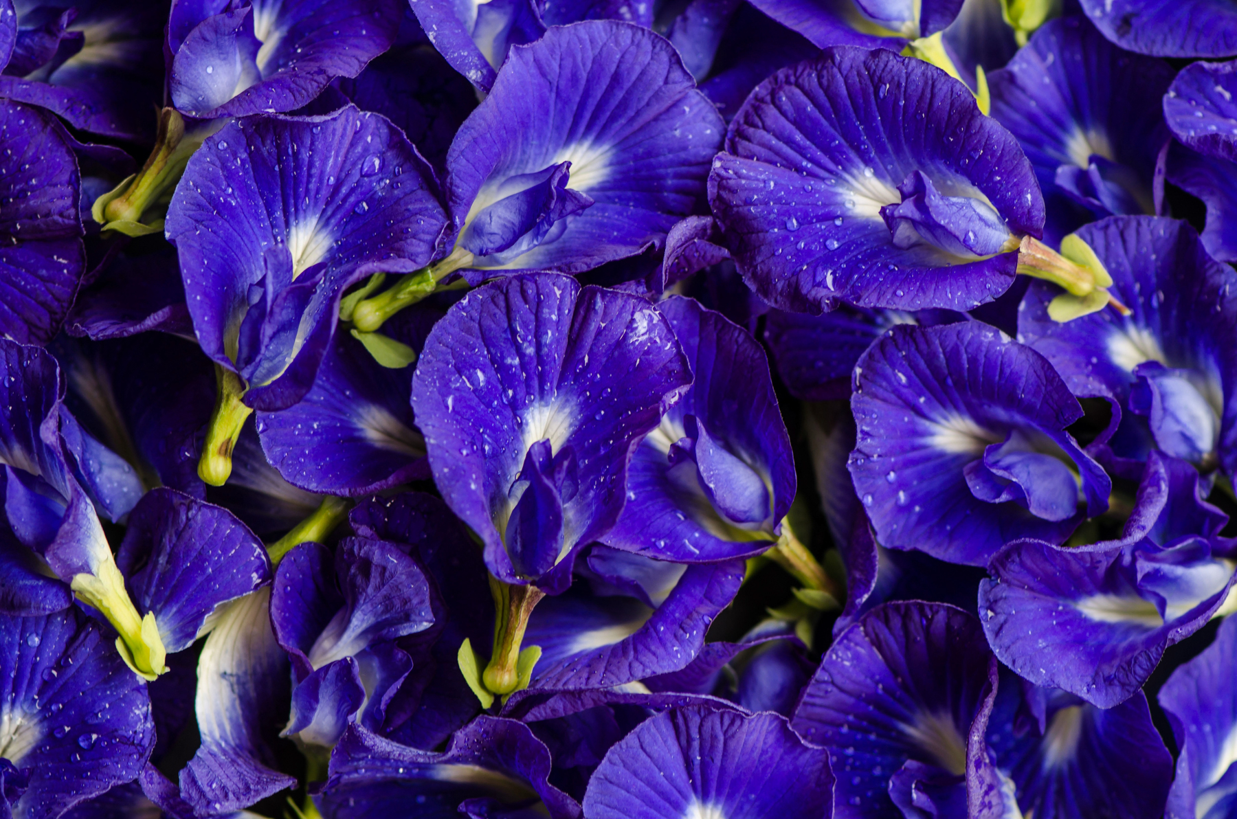 Clitoria ternatea / Butterfly Pea