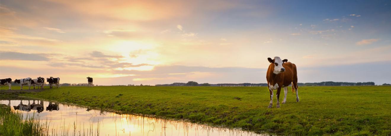 Cows in field by a river