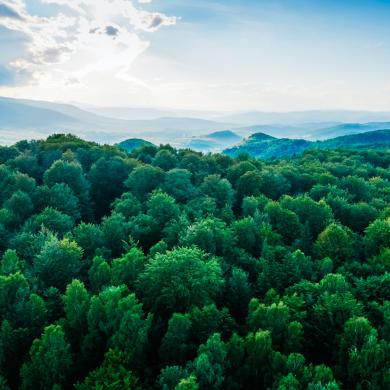 Trees & Blue Sky