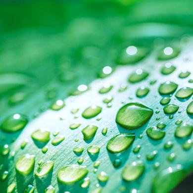 Water drops on a leaf.