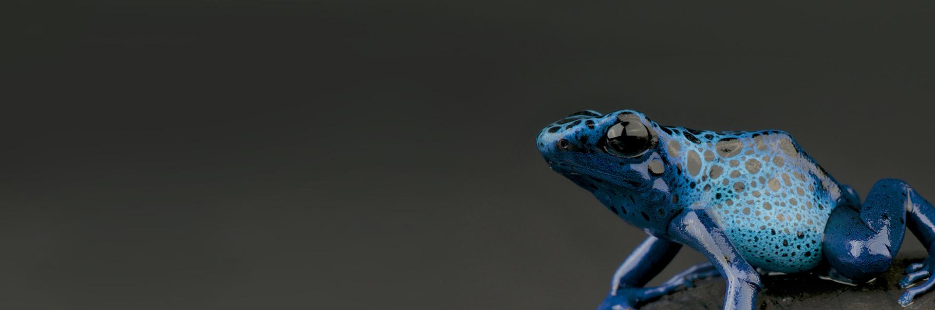 Blue Frog