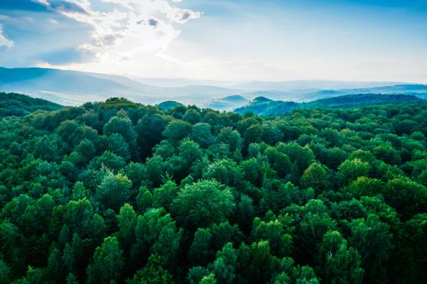 Trees & Blue Sky