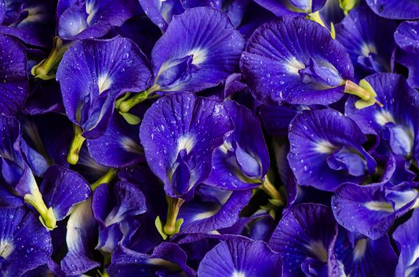 Clitoria ternatea / Butterfly Pea