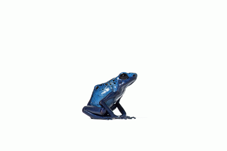 Animated Blue Frog