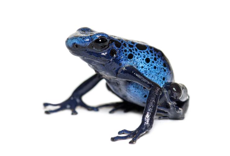 Blue Frog