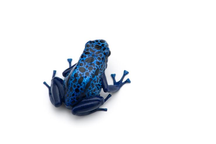 Blue Frog