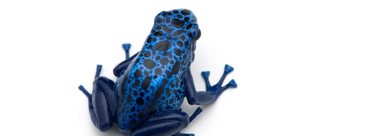 Blue Frog