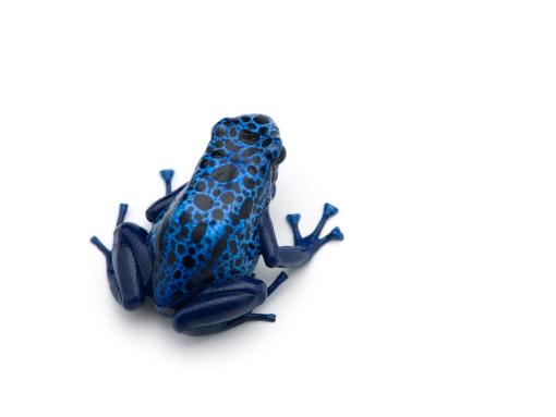 Blue Frog