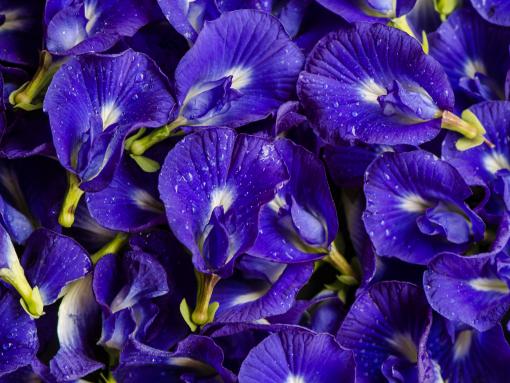 Clitoria ternatea / Butterfly Pea