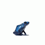 Animated Blue Frog
