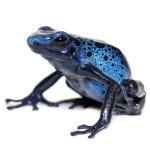 Blue Frog
