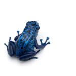 Blue Frog