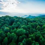 Trees & Blue Sky
