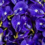 Clitoria ternatea / Butterfly Pea